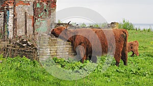 Buffalo, animal wildlife