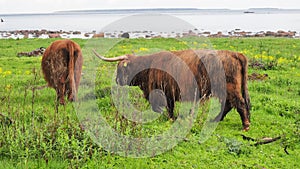 Buffalo, animal wildlife