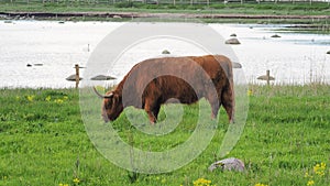 Buffalo, animal wildlife