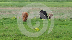 Buffalo, animal wildlife