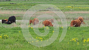 Buffalo, animal wildlife