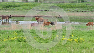 Buffalo, animal wildlife