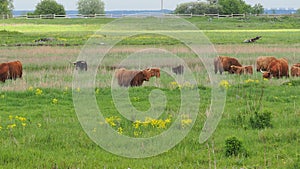 Buffalo, animal wildlife