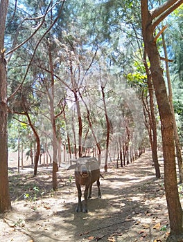 A buffalo appears in the chir pine forest in Fatumaca, Timor-Leste.
