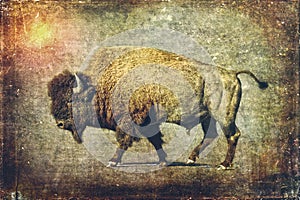 Buffalo Art - Bison Bull