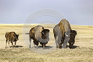 Buffalo at Badlands National Park