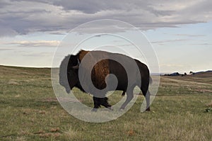 Buffalo in Badlands national park.