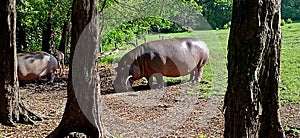 Buffalo at bamburi national park mombasa