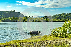 A buffalo is bathing in a pond under a blue sky in Babah Ie Village, Aceh. Indonesia. photo