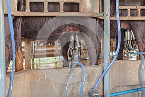 Buffalo being milked by milker machine