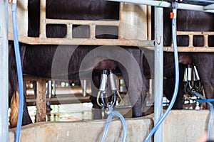 Buffalo being milked by milker machine photo