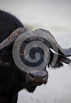 Buffalo photo