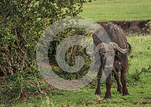 Buffalo from Big Five in Masai Mara in Kenya