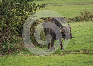 Buffalo from Big Five in Masai Mara in Kenya