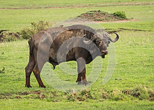 Buffalo from Big Five in Masai Mara in Kenya