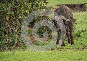 Buffalo from Big Five in Masai Mara in Kenya