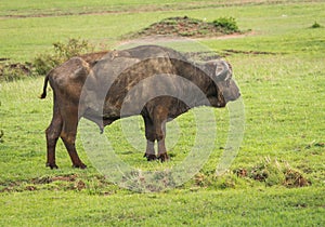 Buffalo from Big Five in Masai Mara in Kenya