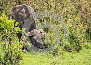 Buffalo from Big Five in Masai Mara in Kenya