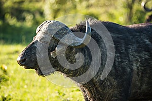 Buffalo from Big Five in Masai Mara in Kenya