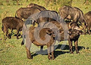 Buffalo from Big Five in Masai Mara in Kenya