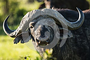 Buffalo from Big Five in Masai Mara in Kenya