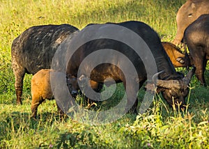 Buffalo from Big Five in Masai Mara in Kenya