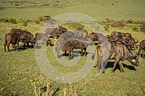 Buffalo from Big Five in Masai Mara in Kenya