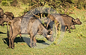 Buffalo from Big Five in Masai Mara in Kenya