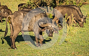 Buffalo from Big Five in Masai Mara in Kenya