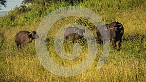 Buffalo from Big Five in Masai Mara in Kenya