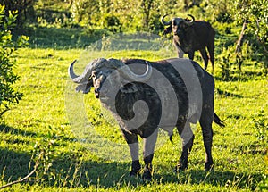 Buffalo from Big Five in Masai Mara in Kenya