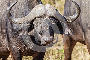 Buffalo Bird Detail Wildlife