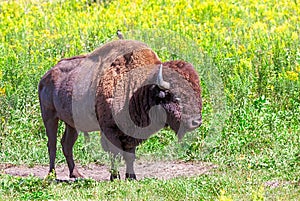 Buffalo and a Bird, A Symbiotic Relationship photo