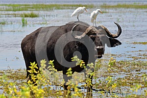 Buffalo and birds