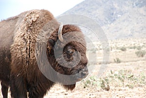 Buffalo Bison