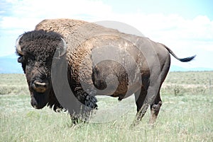Buffalo Bison Bull