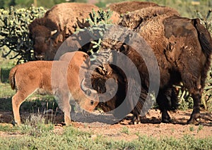 Buffalo Bison calf and mother sparring