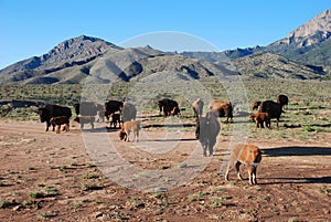 Buffalo Bison calves babies