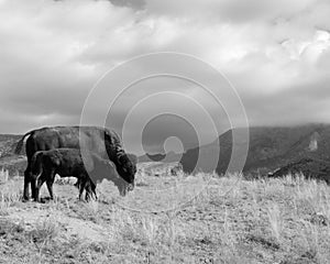Buffalo Bison Cow with Calf Overlooking Mountain Range