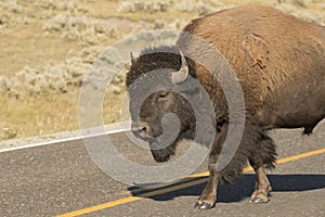 Buffalo Bison in Lamar Valley Yellowstone