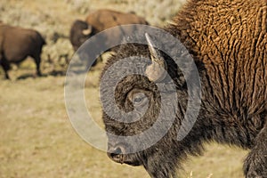 Buffalo Bison in Lamar Valley Yellowstone