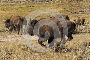 Buffalo Bison running in Lamar Valley Yellowstone