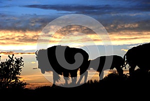 Buffalo Bison Silhouette on Ridge at Sunset