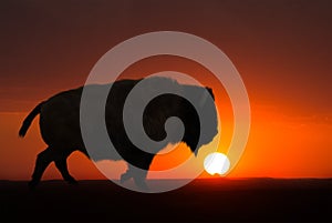 Buffalo, Bison, Sunrise, Sunset, Background