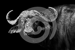 Buffalo in black and white