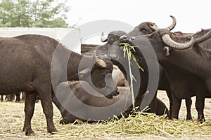 Buffalo breeding