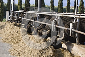 Buffalo breeding, Italy