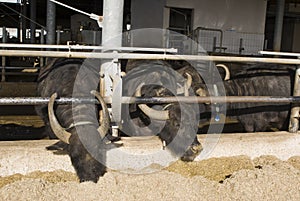 Buffalo breeding, Italy