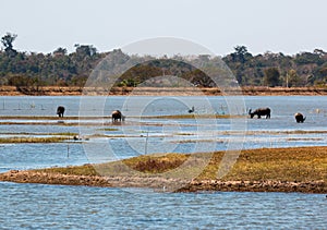 Buffalo bubalus bubalis in Bungva lake, Savannakhet, Lao