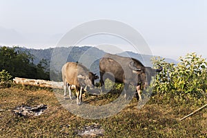 Buffalo (Bubalus bubalis) in Thailand